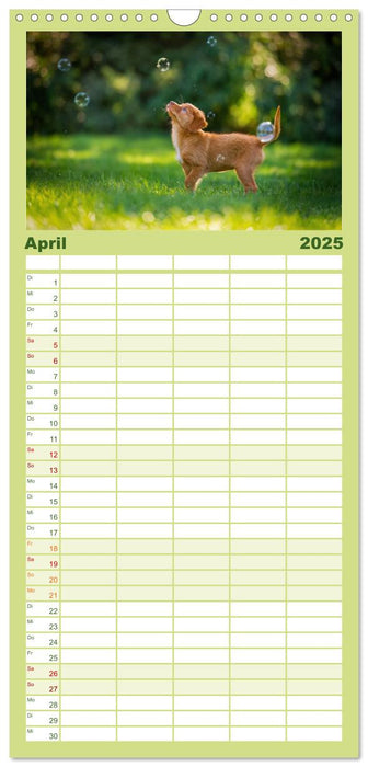 Pfotenblitzers Goldige Welpen (CALVENDO Familienplaner 2025)