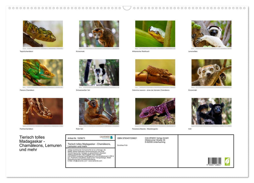 Tierisch tolles Madagaskar - Chamäleons, Lemuren und mehr (CALVENDO Wandkalender 2025)