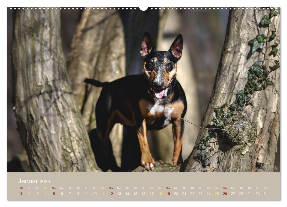 Bullterrier, liebenswerte Sturköpfe (CALVENDO Wandkalender 2025)