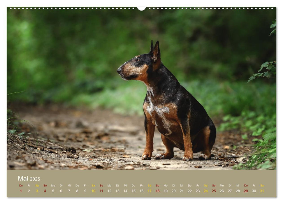 Bullterrier, liebenswerte Sturköpfe (CALVENDO Wandkalender 2025)