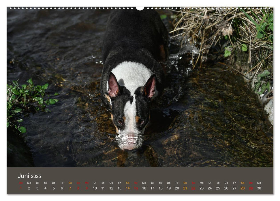 Bullterrier, liebenswerte Sturköpfe (CALVENDO Wandkalender 2025)