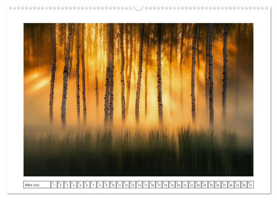 Birkenzauber (CALVENDO Premium Wandkalender 2025)