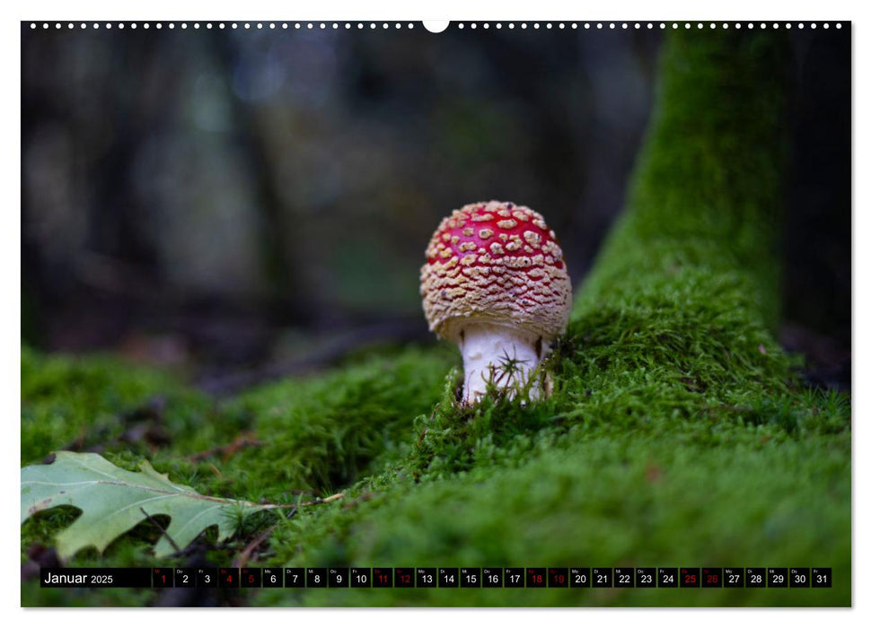 Wilde Pilze: Ein Kalender für Naturbegeisterte (CALVENDO Wandkalender 2025)