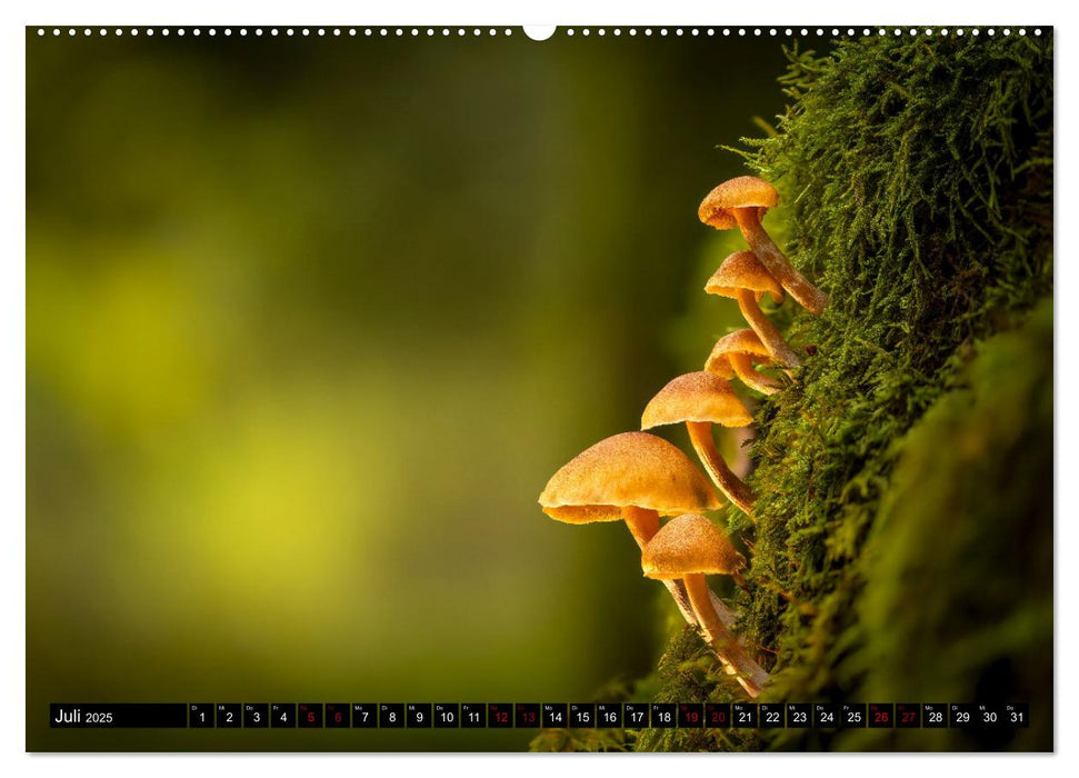 Wilde Pilze: Ein Kalender für Naturbegeisterte (CALVENDO Premium Wandkalender 2025)