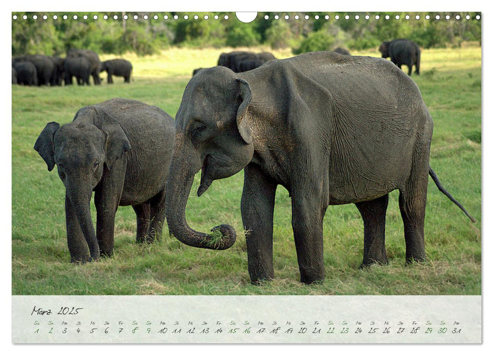 Verliebt in Sri Lanka (CALVENDO Wandkalender 2025)