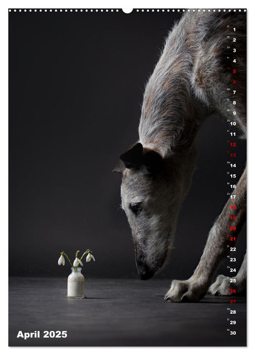 dogmuse deluxe (CALVENDO Wandkalender 2025)