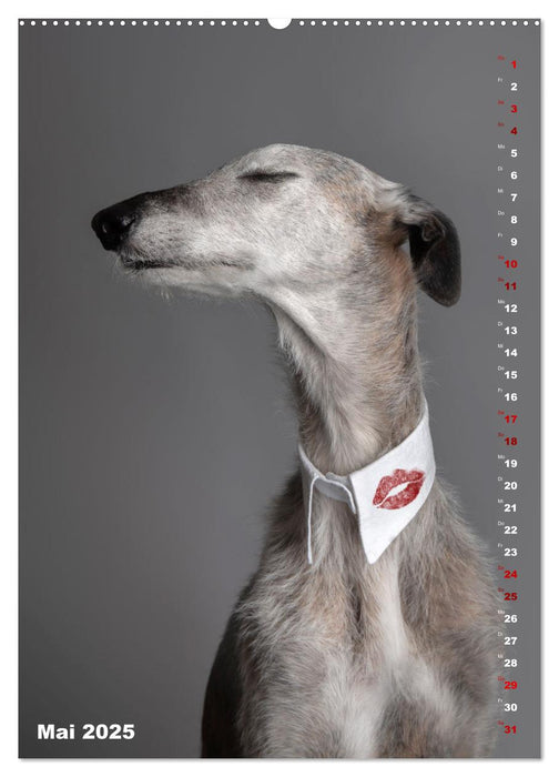 dogmuse deluxe (CALVENDO Wandkalender 2025)