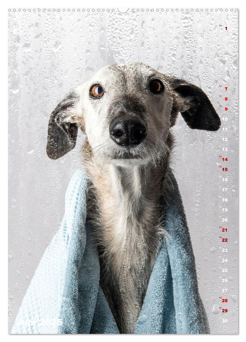 dogmuse deluxe (CALVENDO Wandkalender 2025)