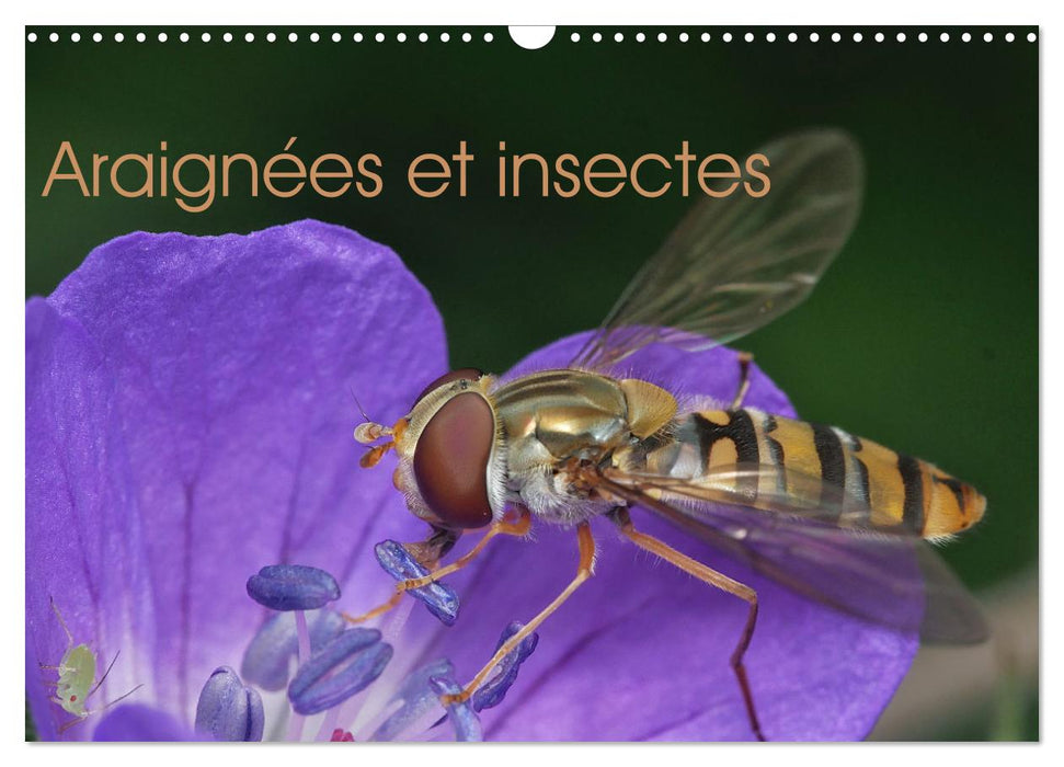 Araignées et insectes (CALVENDO Calendrier mensuel 2025)