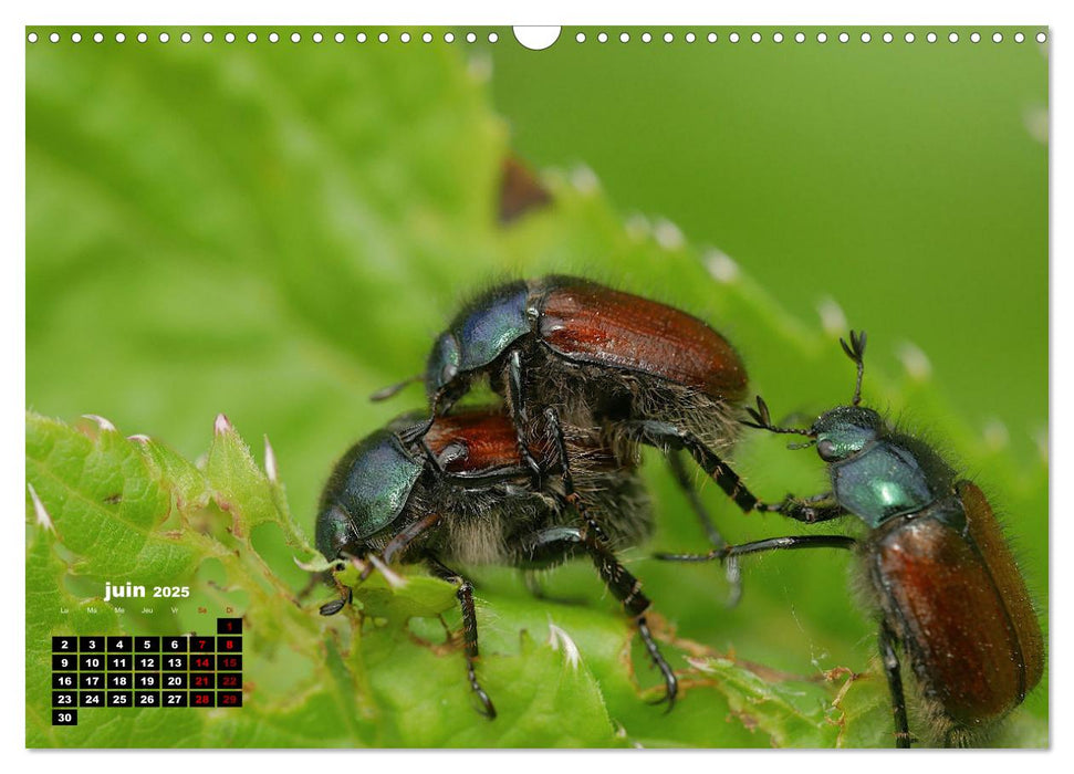 Araignées et insectes (CALVENDO Calendrier mensuel 2025)