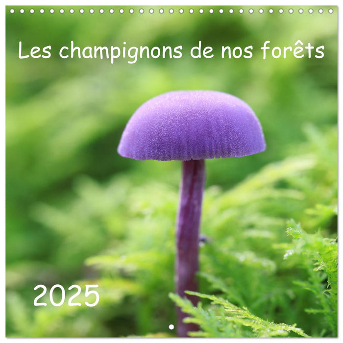 Les champignons de nos forêts (CALVENDO Calendrier mensuel 2025)