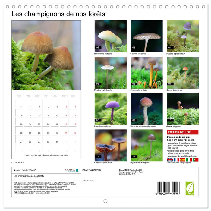 Les champignons de nos forêts (CALVENDO Calendrier mensuel 2025)