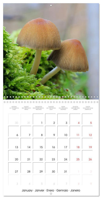 Les champignons de nos forêts (CALVENDO Calendrier mensuel 2025)