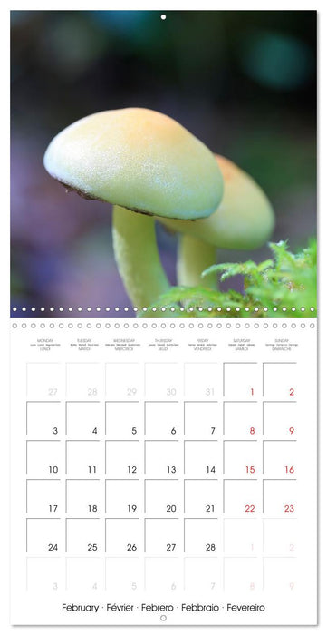 Les champignons de nos forêts (CALVENDO Calendrier mensuel 2025)