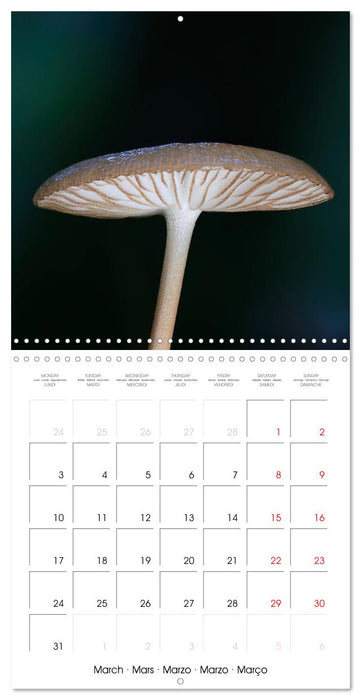 Les champignons de nos forêts (CALVENDO Calendrier mensuel 2025)