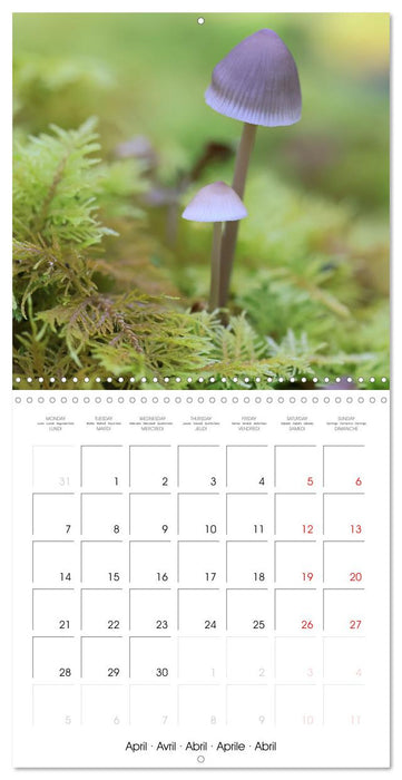 Les champignons de nos forêts (CALVENDO Calendrier mensuel 2025)