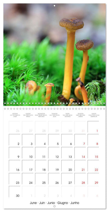 Les champignons de nos forêts (CALVENDO Calendrier mensuel 2025)