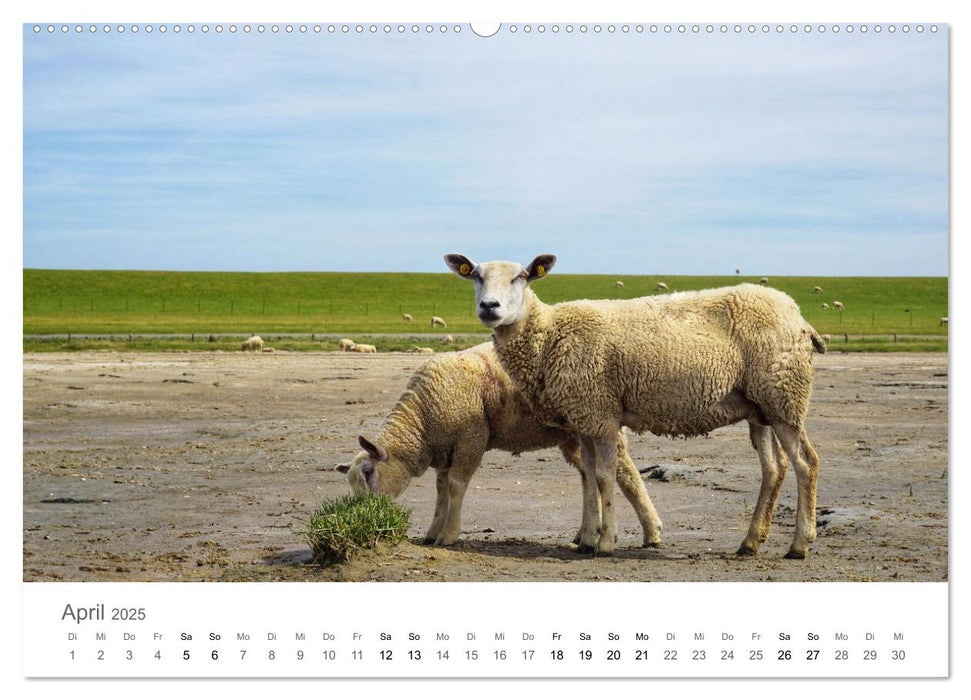 Nordfriesland - wunderschöne Westküste (CALVENDO Wandkalender 2025)