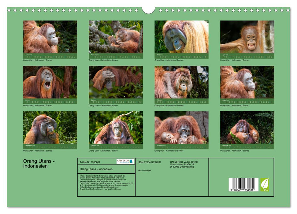 Orang Utans - Indonesien (CALVENDO Wandkalender 2025)