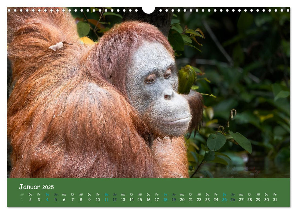 Orang Utans - Indonesien (CALVENDO Wandkalender 2025)