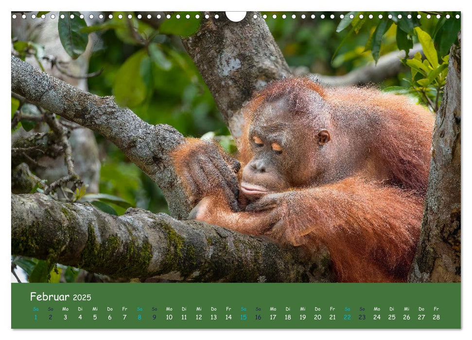 Orang Utans - Indonesien (CALVENDO Wandkalender 2025)