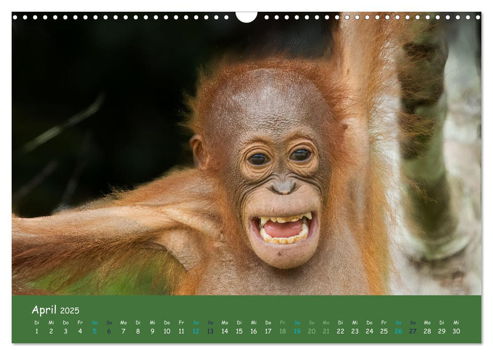 Orang Utans - Indonesien (CALVENDO Wandkalender 2025)