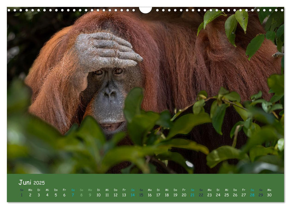 Orang Utans - Indonesien (CALVENDO Wandkalender 2025)