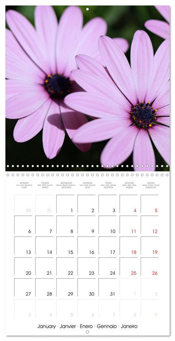 Élégance florale (CALVENDO Calendrier mensuel 2025)