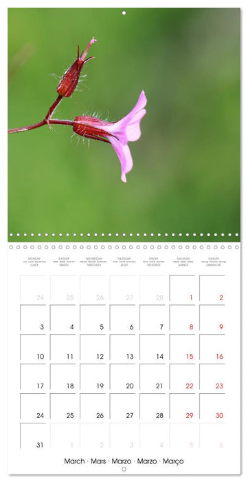 Élégance florale (CALVENDO Calendrier mensuel 2025)