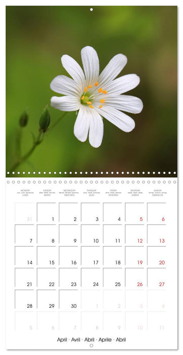 Élégance florale (CALVENDO Calendrier mensuel 2025)