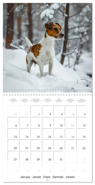 Jack Russel Terrier - Confident and Fearless Fun All Year (CALVENDO Monthly Calendar 2025)