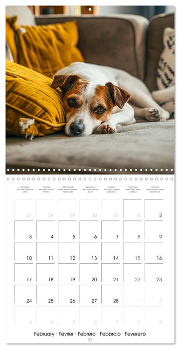 Jack Russel Terrier - Confident and Fearless Fun All Year (CALVENDO Monthly Calendar 2025)