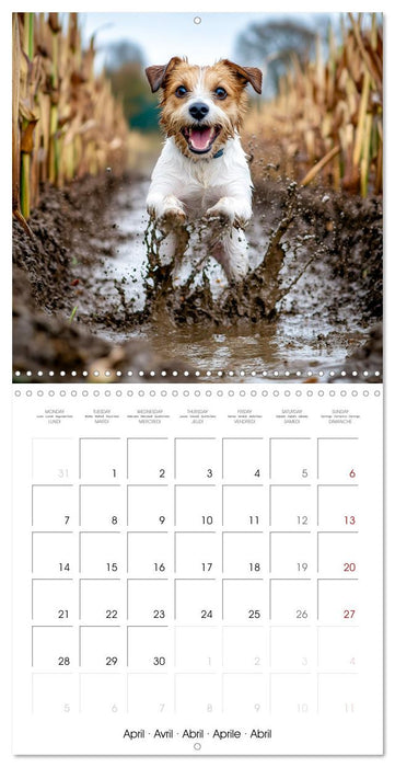 Jack Russel Terrier - Confident and Fearless Fun All Year (CALVENDO Monthly Calendar 2025)