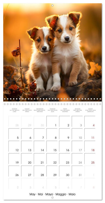 Jack Russel Terrier - Confident and Fearless Fun All Year (CALVENDO Monthly Calendar 2025)