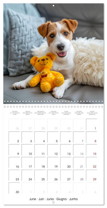 Jack Russel Terrier - Confident and Fearless Fun All Year (CALVENDO Monthly Calendar 2025)