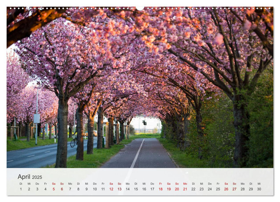 Magdeburg - Elbe, Dom ... und noch viel mehr! (CALVENDO Wandkalender 2025)