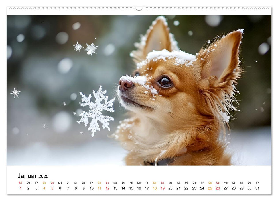 Chihuahua - kleine Energiebündel (CALVENDO Wandkalender 2025)