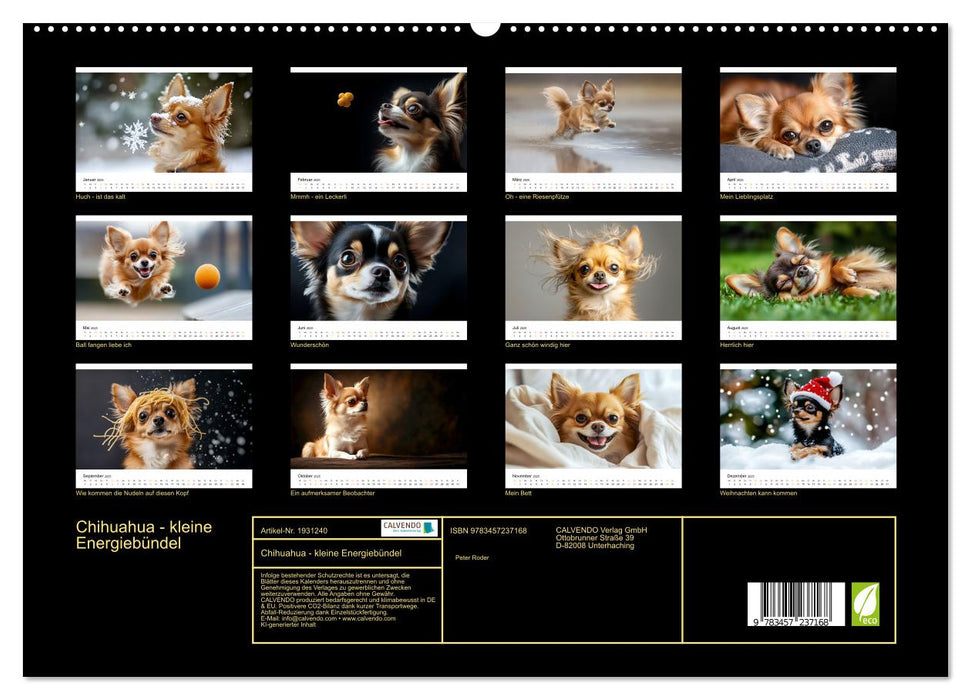 Chihuahua - kleine Energiebündel (CALVENDO Premium Wandkalender 2025)