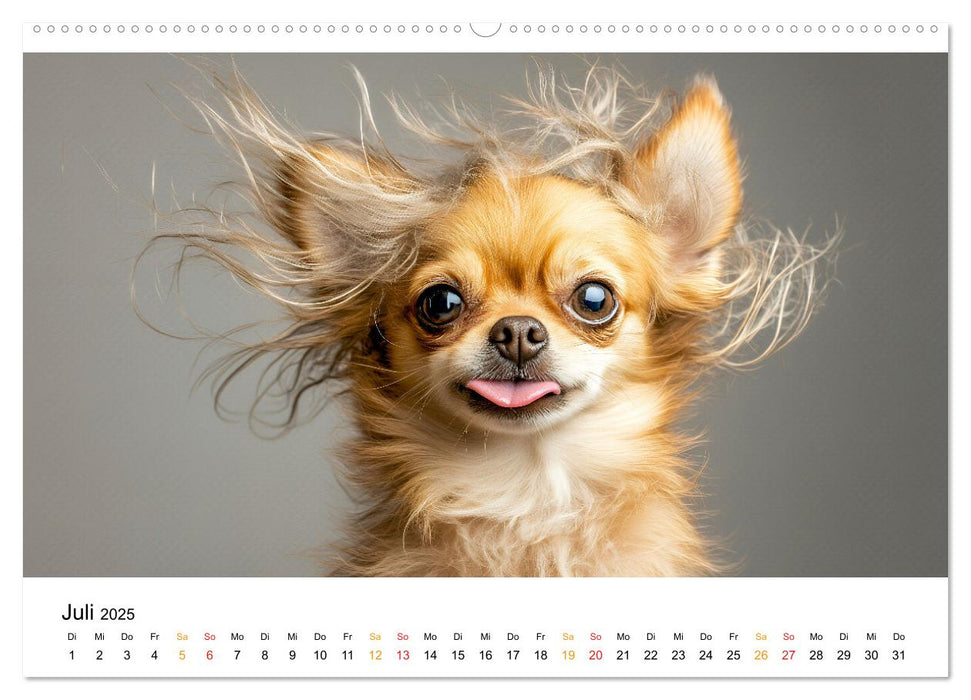 Chihuahua - kleine Energiebündel (CALVENDO Premium Wandkalender 2025)