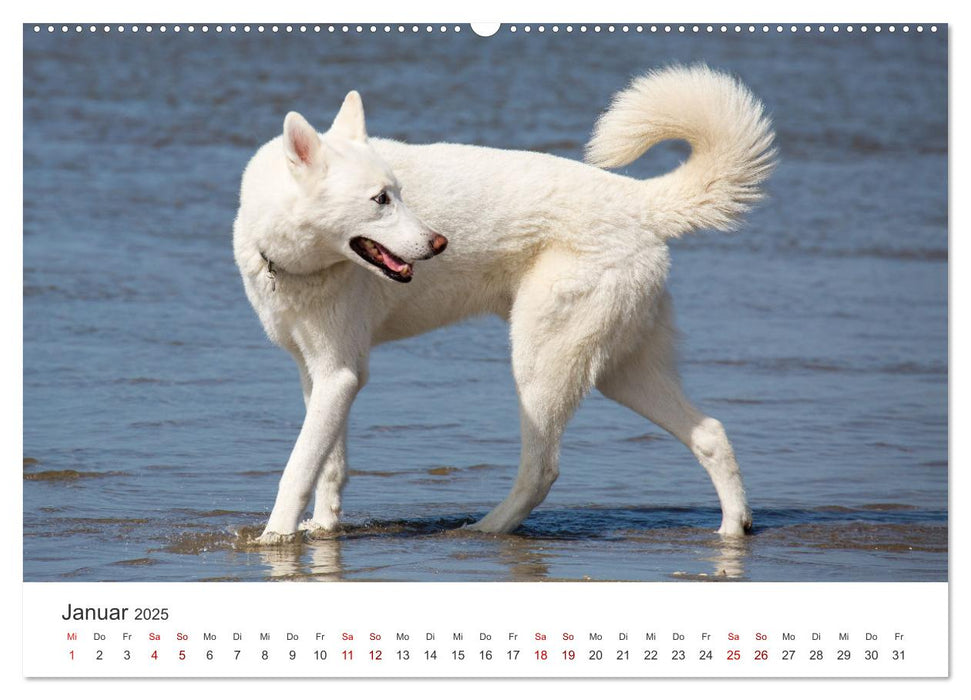 Freunde auf vier Pfoten am Strand (CALVENDO Wandkalender 2025)