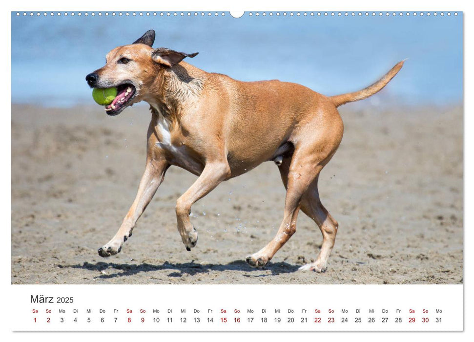 Freunde auf vier Pfoten am Strand (CALVENDO Wandkalender 2025)