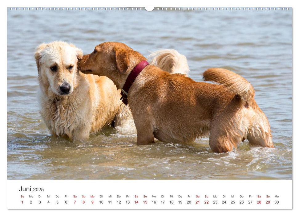 Freunde auf vier Pfoten am Strand (CALVENDO Wandkalender 2025)