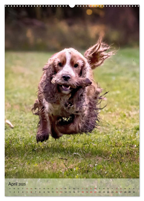 Witzige Hunde (CALVENDO Wandkalender 2025)