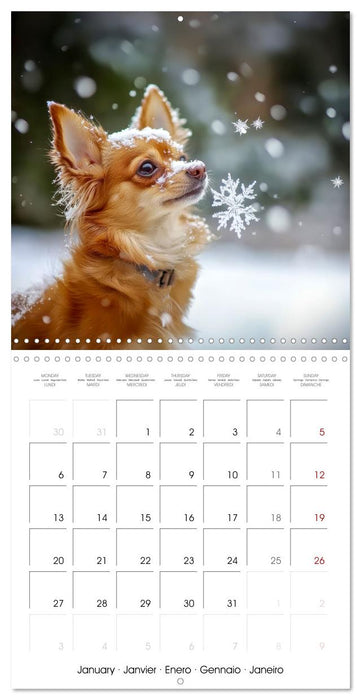 Cute Chihuahua (CALVENDO Monthly Calendar 2025)