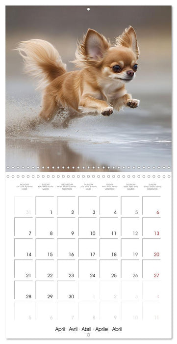 Cute Chihuahua (CALVENDO Monthly Calendar 2025)