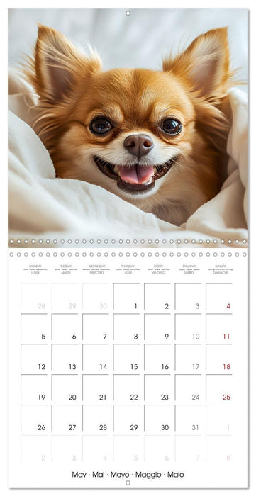 Cute Chihuahua (CALVENDO Monthly Calendar 2025)