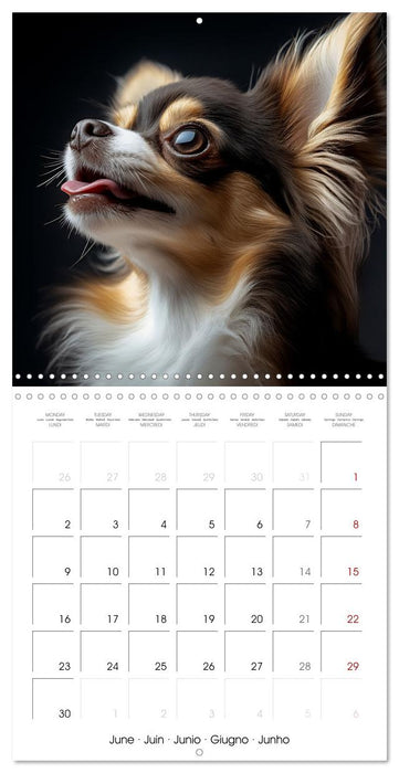 Cute Chihuahua (CALVENDO Monthly Calendar 2025)