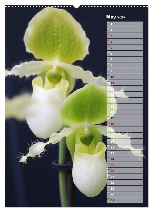 Orchids - Infinite Variety (CALVENDO Monthly Calendar 2025)