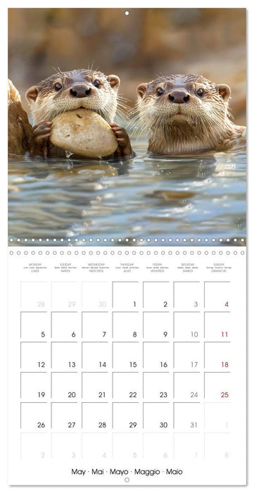 Cute Otter Moments (CALVENDO Monthly Calendar 2025)