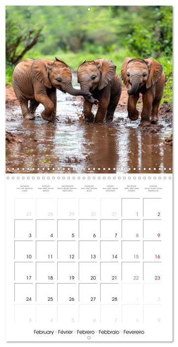 Baby Elephant Adventures (CALVENDO Monthly Calendar 2025)